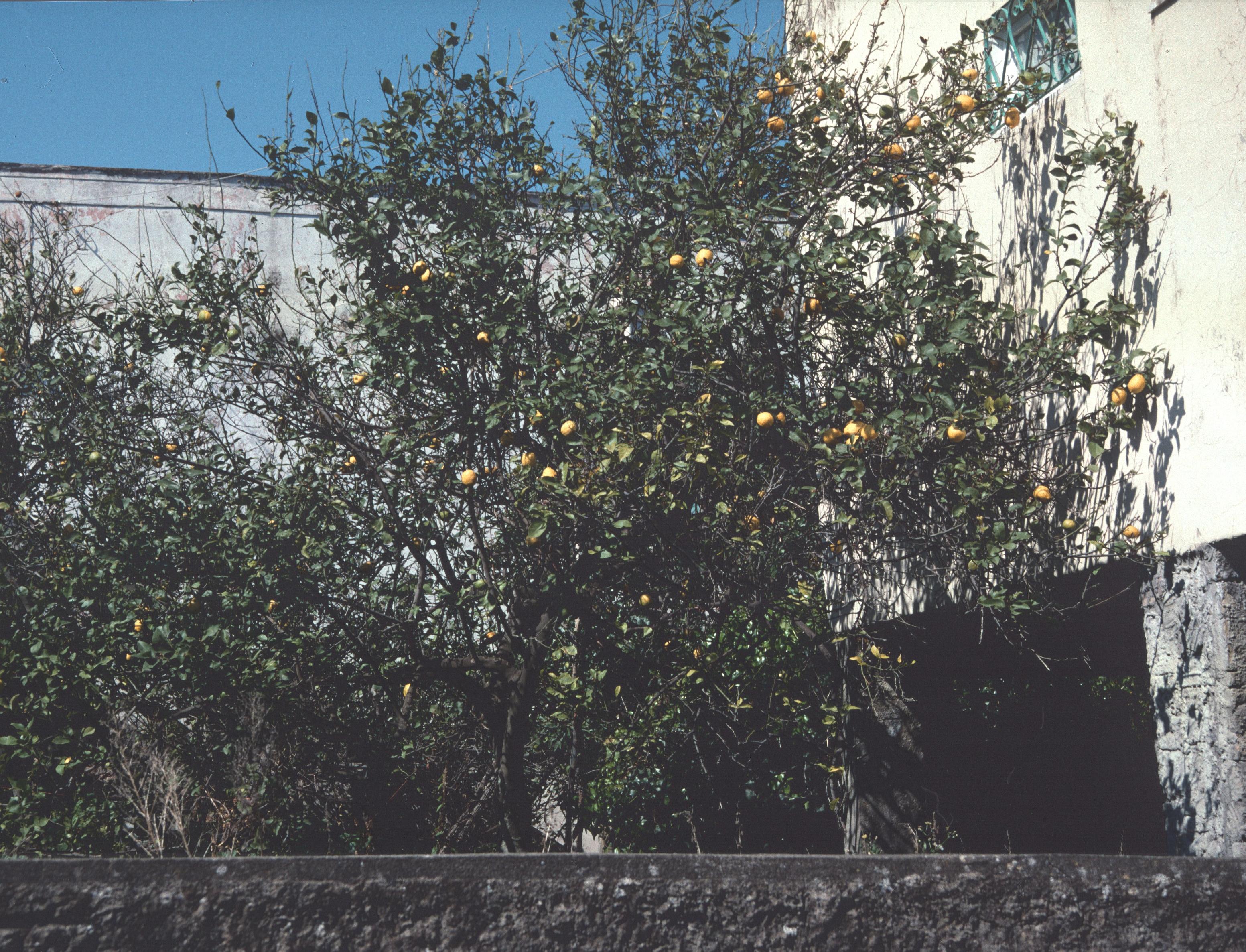 Figure 1: (O_G_1) Lemon trees on Capri